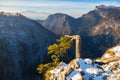 Spring landscape. One pine tree on mountain with last snow