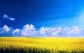 Spring landscape panorama with flowering flowers on field and blue sky Royalty Free Stock Photo