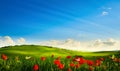 Spring landscape panorama with flowering flowers on field and blue sky Royalty Free Stock Photo