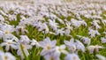 Spring landscape panorama with flowering flowers on meadow Royalty Free Stock Photo