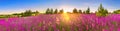 Spring landscape panorama with flowering flowers in meadow Royalty Free Stock Photo