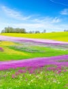 Spring landscape panorama with flowering flowers on meadow, Royalty Free Stock Photo