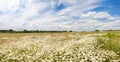 Spring landscape panorama with flowering flowers on meadow Royalty Free Stock Photo