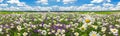 Spring landscape panorama with flowering flowers on meadow. Royalty Free Stock Photo