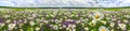 Spring landscape panorama with flowering flowers on meadow Royalty Free Stock Photo