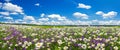 Spring landscape panorama with flowering flowers on meadow