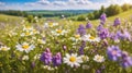 Spring landscape panorama with flowering flowers on meadow. white chamomile and purple bluebells blossom on field Royalty Free Stock Photo