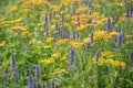 Spring landscape panorama with yellow queen anne\'s lace flowering flowers Royalty Free Stock Photo