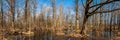Spring landscape. Panoramic view of a wooded marshland. Flooded forest