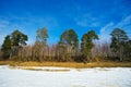 Spring landscape .Pine on a background of blue sky . Royalty Free Stock Photo
