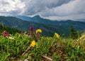 Spring landscape in the Polish mountains. Fresh spring flowers