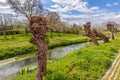 Spring landscape with pollard willow trees next to small stream Royalty Free Stock Photo