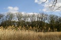 Spring landscape with pond, reeds, trees, sky