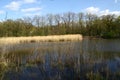 Spring landscape with pond, reeds, trees, sky