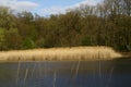 Spring landscape with pond, reeds, trees, sky