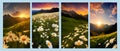 Spring landscape poppy field on background mountains with. Sunset sky, wildlife Royalty Free Stock Photo