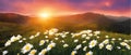 Spring landscape poppy field on background mountains with. Sunset sky, wildlife Royalty Free Stock Photo