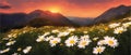 Spring landscape poppy field on background mountains with. Sunset sky, wildlife