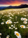 Spring landscape poppy field on background mountains with. Sunset sky, wildlife Royalty Free Stock Photo