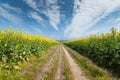 Spring landscape of rapeseed flower field Royalty Free Stock Photo