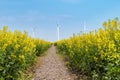 Spring landscape in rapeseed flower field Royalty Free Stock Photo