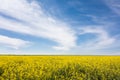 Spring landscape of rapeseed flowers field against a blue sky. Rapeseed oil and bio fuel Royalty Free Stock Photo