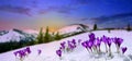 Spring landscape rising sun and blooming flowers violet crocuses  Crocus heuffelianus  on glade in mountains covered of snow. Royalty Free Stock Photo