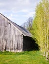 Row of birches and old wooden barn Royalty Free Stock Photo