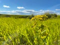 Spring landscape rural countryside, blooming daisies dandelions, rural nature. Royalty Free Stock Photo