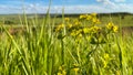 Spring landscape rural countryside, blooming daisies dandelions, rural nature. Royalty Free Stock Photo