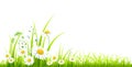 Summer or spring green grass isolated on a white background. Long format. Yellow dandelions. Vector illustration Royalty Free Stock Photo