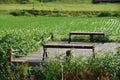 Wooden benches on the farmland. Royalty Free Stock Photo