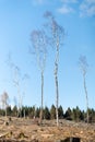 Spring landscape with some young birches growing in the field of cut down forest surround by tree stumps in early spring.