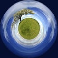 Spring landscape in a sphere with a lonely tree