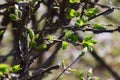 Sprout of Euonymus alatus