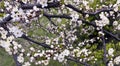 Cherry blossom in the spring garden close-up, the concept of beauty and awakening of nature Royalty Free Stock Photo