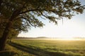 spring landscape at sunrise silhouette of oak trees at the edge of the forest lit by the rising sun morning mist rises over a Royalty Free Stock Photo