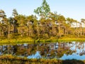 Landscape in the swamp. small swamp lakes, moss and swamp pines, calm swamp water and beautiful glare