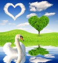 Spring landscape with swan Royalty Free Stock Photo