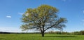 Spring landscape with a sycamore tree