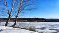 Spring landscape with tree with bare branches, river with ice, snow below on river and blue sky in the background in Royalty Free Stock Photo