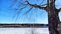 Spring landscape with tree with bare branches, river with ice, snow below on river and blue sky in the background in Royalty Free Stock Photo