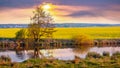 Spring landscape with a tree by the river and a yellow rapeseed field during sunset Royalty Free Stock Photo