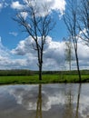 Spring landscape with tree silhouettes, green grass and a small pond, reflections of clouds and trees in the water Royalty Free Stock Photo