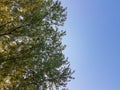 Spring landscape trees cloudy sky path grass green and blue color