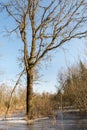 Spring landscape with trees and thawed on the river bank. Spring flood in the wild forest, with the trees reflecting in the water Royalty Free Stock Photo