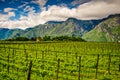Vineyards in Trentino landscape in Italy