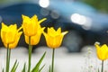 Spring landscape, tulips in a flowerbed of the city. Tulip in th