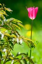 Spring landscape, tulips in a flowerbed of the city. Tulip in th