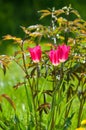 Spring landscape, tulips in a flowerbed of the city. Tulip in th